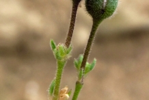 Flower-bud-of-Red-Sandspurry