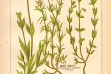 Illustration-of-Red-Sandspurry