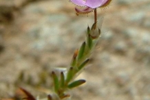 Red-sandspurry-flower