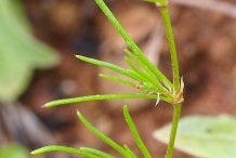 Red-sandspurry-leaves