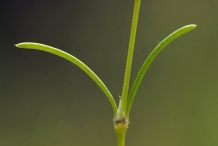 Red-sandspurry-stem