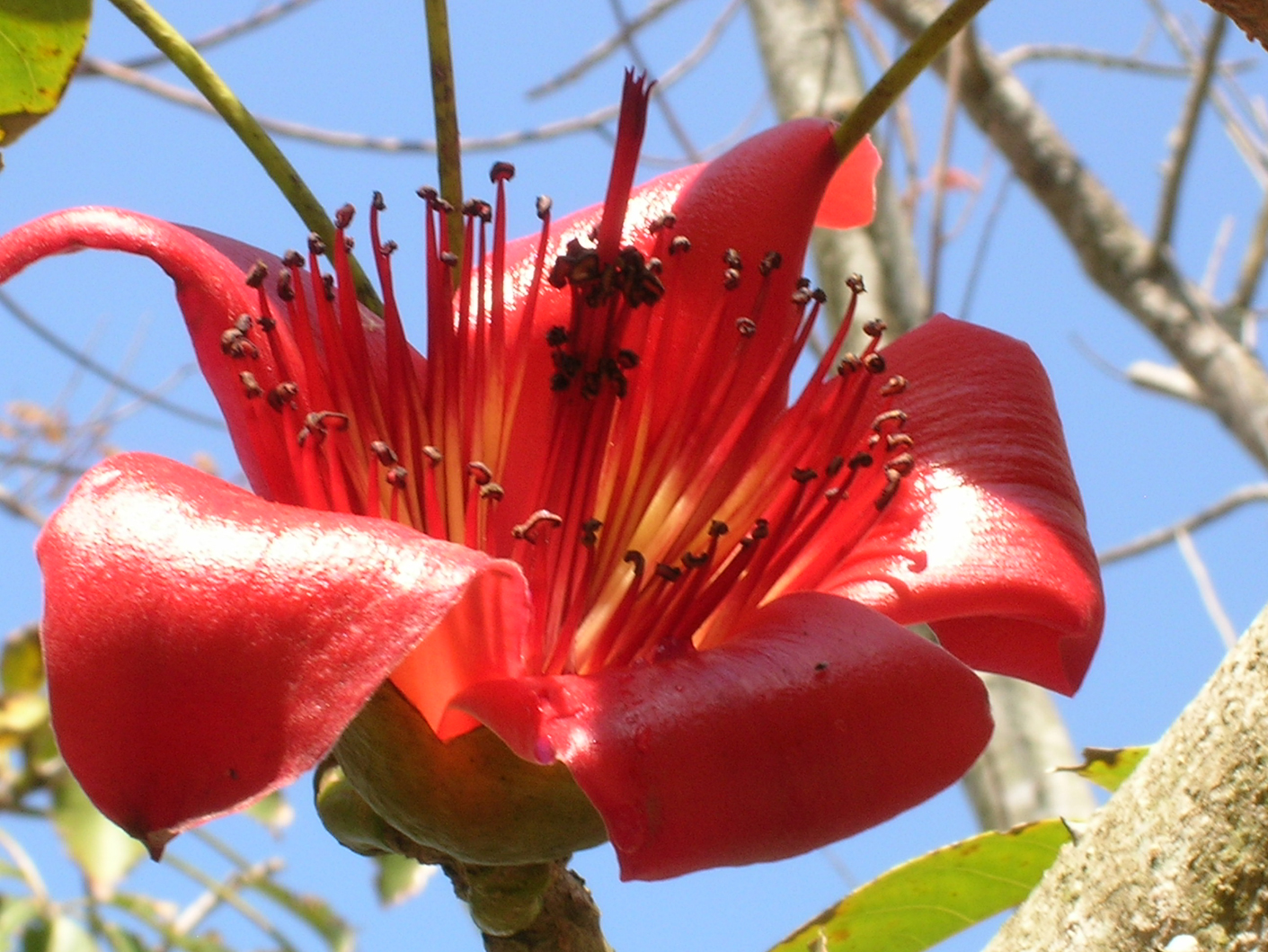 Closer-view-of-Red-silk-cotton-tree