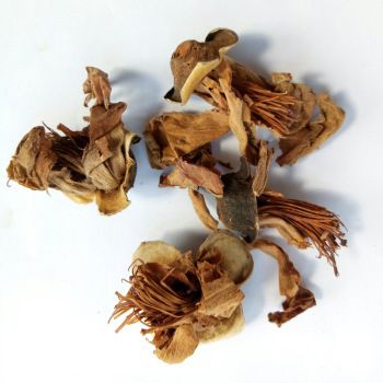 Dried-flower-of-Red-silk-cotton-tree