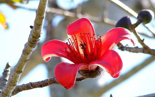 Flower-of-Red-silk-cotton-tree