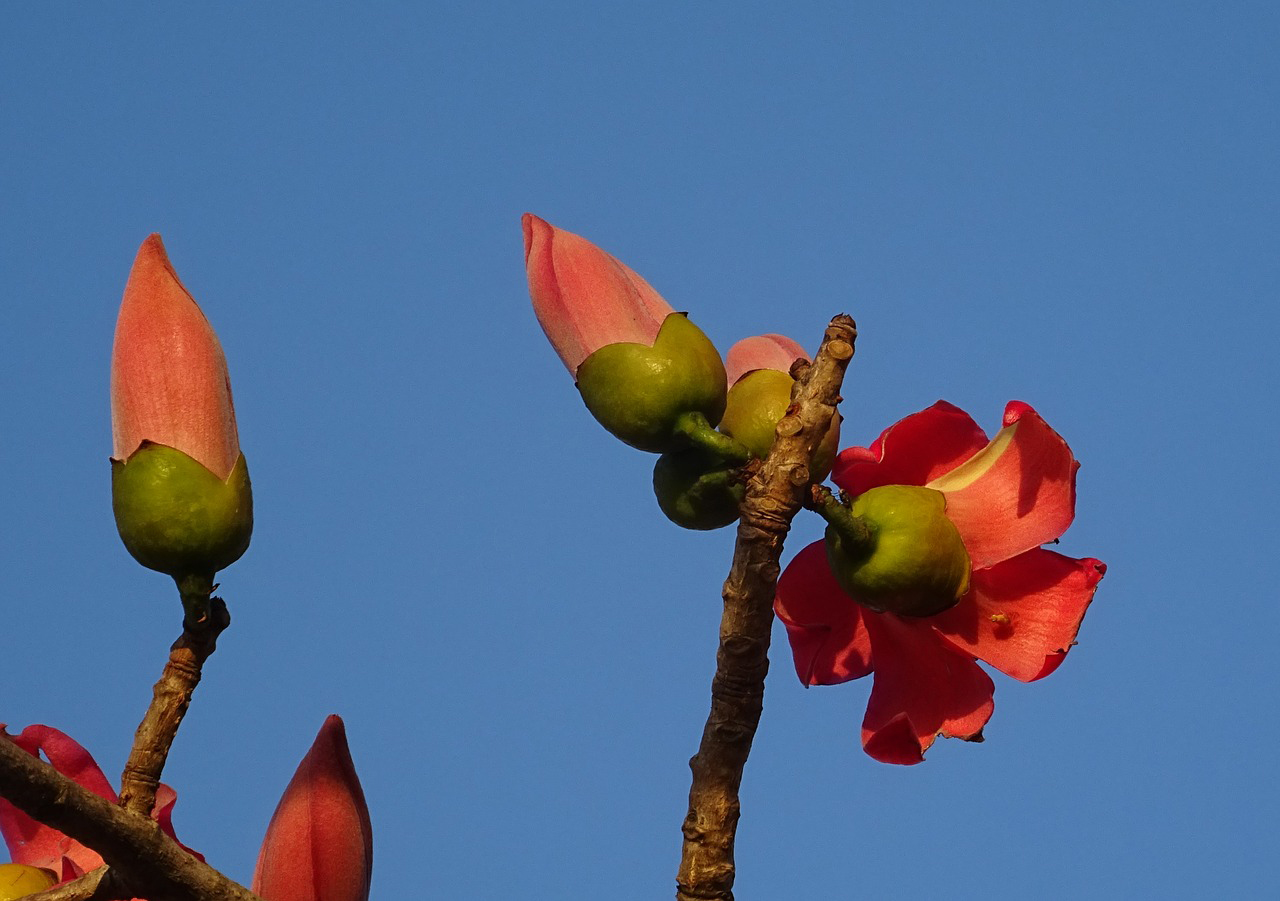 Flowers-and-flowering-buds-of-Red-silk-cotton-tree