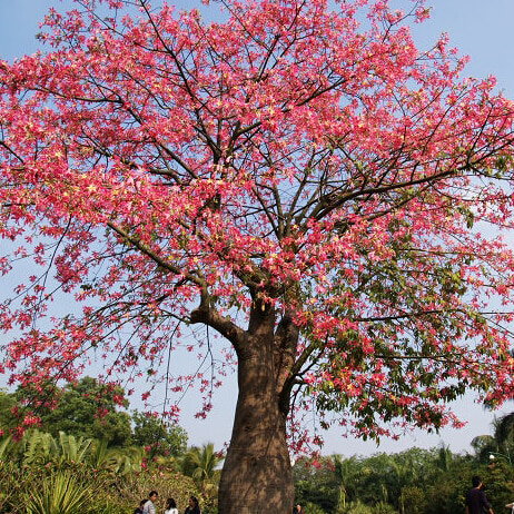 Red-silk-cotton-tree