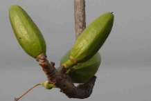 Unripe-fruits-of-Red-silk-cotton-tree