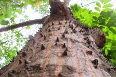 Bark-of-Red-silk-cotton-tree