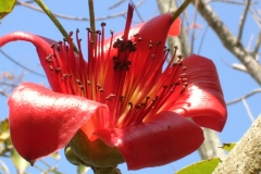 Closer-view-of-Red-silk-cotton-tree