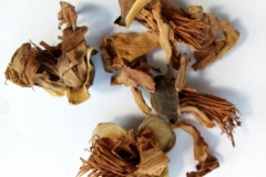 Dried-flower-of-Red-silk-cotton-tree