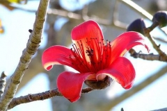 Flower-of-Red-silk-cotton-tree