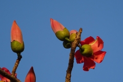 Flowers-and-flowering-buds-of-Red-silk-cotton-tree