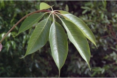 Leaves-of-Red-silk-cotton-tree
