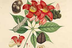 Plant-Illustration-of-Red-silk-cotton-tree