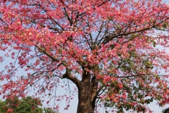 Red-silk-cotton-tree