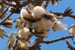Ripe-cracked-fruits-of-Red-silk-cotton-tree