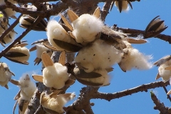 Ripe-cracked-fruits-of-Red-silk-cotton-tree