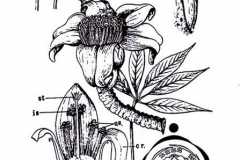 Sketch-of-Red-silk-cotton-tree