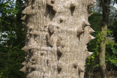 Trunk-of-Red-silk-cotton-tree