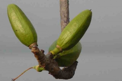 Unripe-fruits-of-Red-silk-cotton-tree