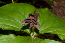 Dried-Flower-of-Red-Trilium