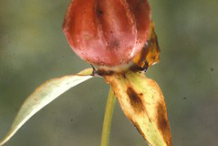 Dried-Fruit-of-Red-Trillium