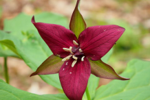 Flower-of-Red-Trillium