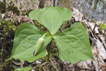 Flowering-Bud-of-Red-Trillium