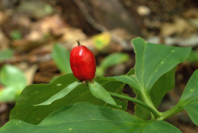 Fruit-of-Red-Trillium