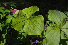 Leaves-of-Red-Trillium