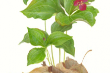Plant-Illustration-of-Red-Trillium