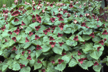 Red-Trillium-Plant-growing-wild
