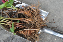 Roots-of-Red-Trillium
