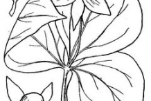 Sketch-of-Red-Trillium