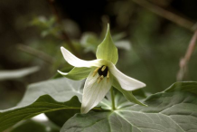 White-Variety-of Trillium
