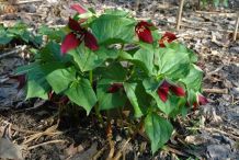 Whole-Red-Trillium-Plant