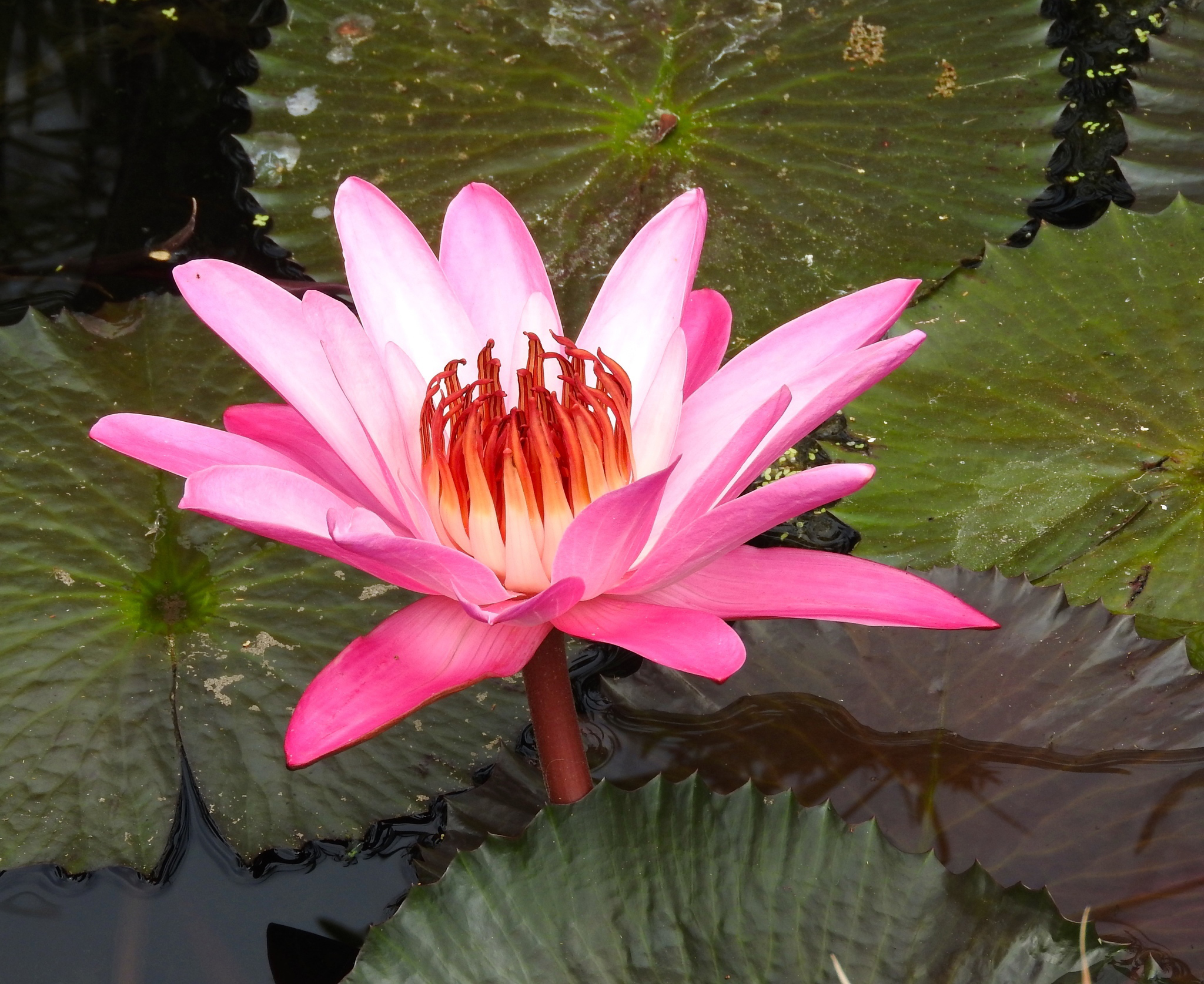 Close-view-of-Red-Water-Lily