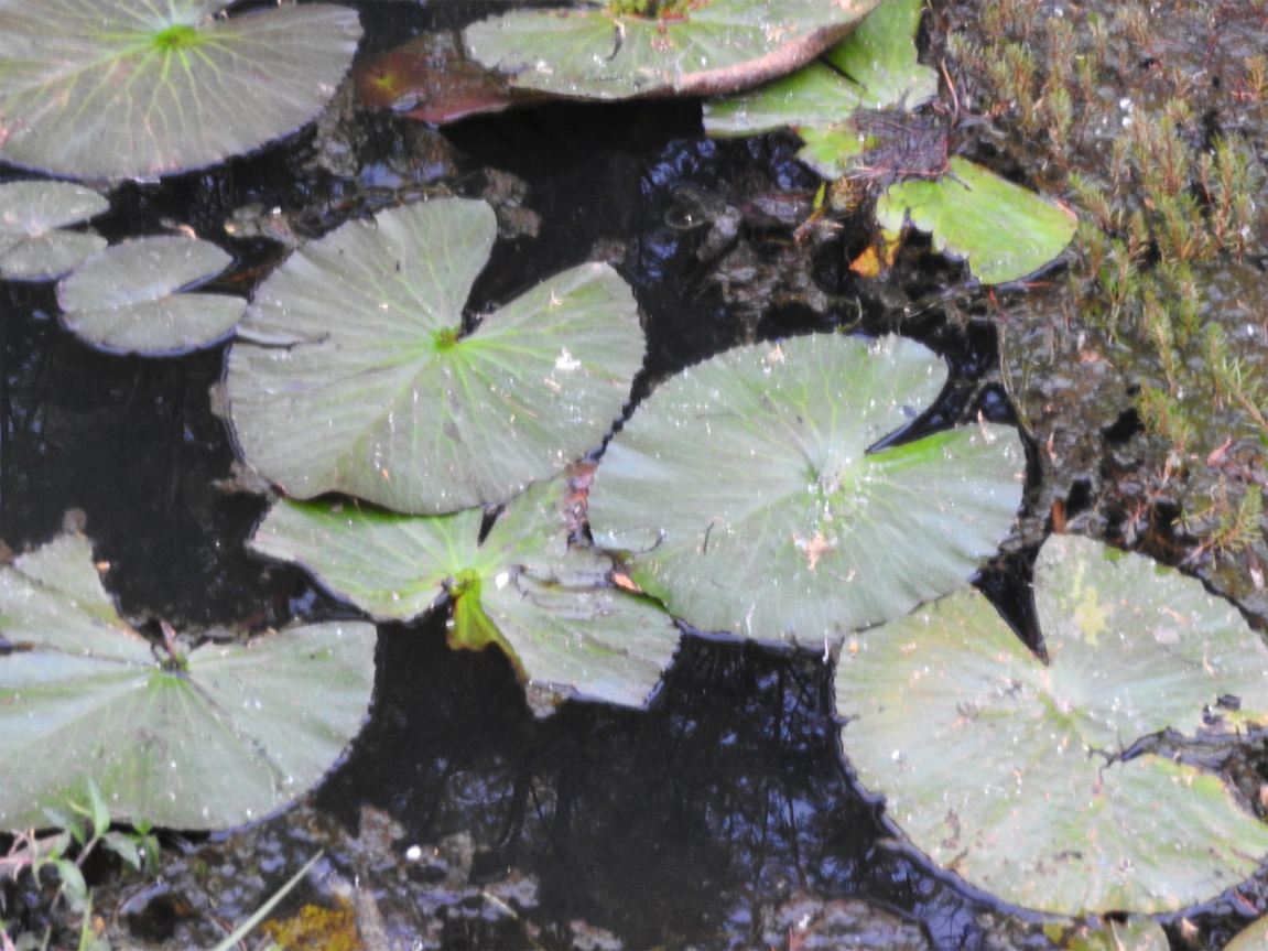 Red-Water-Lily-leaves
