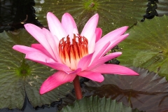 Close-view-of-Red-Water-Lily