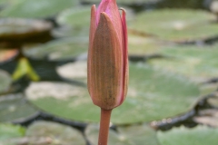 Flower-buds-of-Red-Water-Lily