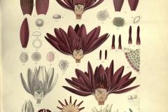 Plant-illustration-of-Red-Water-lily