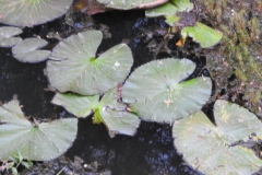 Red-Water-Lily-leaves