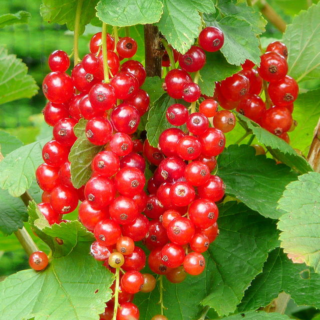 Redcurrant-on-the-tree