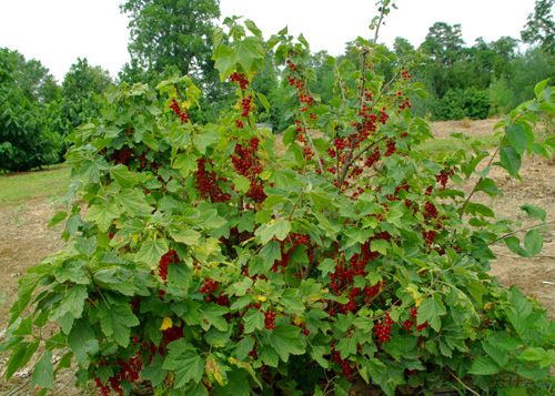 Redcurrant-plant