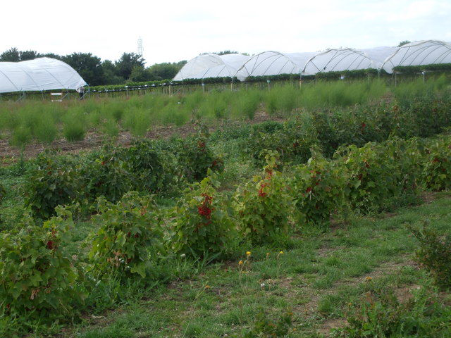 Redcurrant-farming