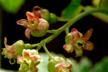 Redcurrant-Flower