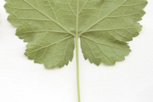 Redcurrant-Leaf