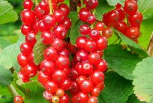 Redcurrant-on-the-tree