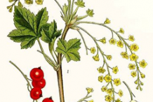 Redcurrant-plant-Illustration