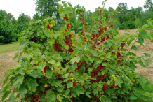 Redcurrant-plant